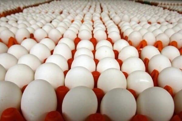 تصویر 2 از فروش تخم مرغ ماشینی درشت ساده + قیمت خرید به صرفه