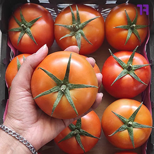 تصویر 4 از قیمت خرید گوجه فرنگی گلخانه ای صادراتی با فروش عمده