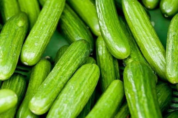 تصویر 5 از خرید خیار سبز گلخانه ای  + قیمت فروش استثنایی