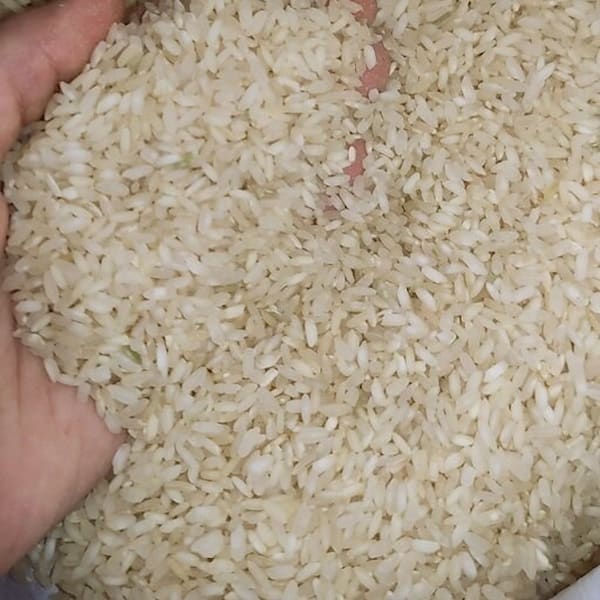تصویر 2 از قیمت و خرید برنج کامفیروزی رستگار + فروش ارزان