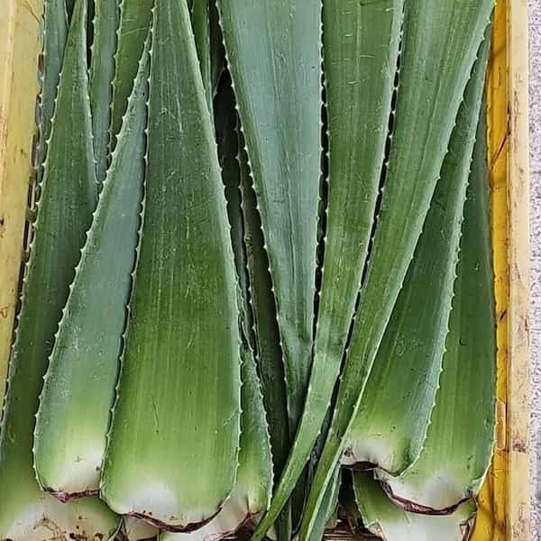 خرید برگ ژل آلوئه ورا + قیمت فروش استثنایی