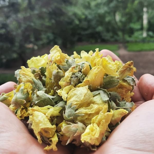 خرید و فروش گل ختمی عطاری با شرایط فوق العاده