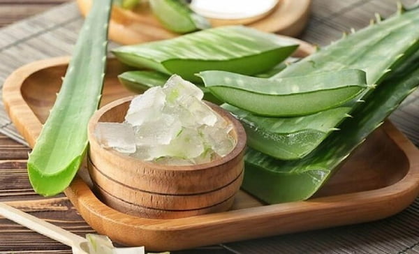 خرید و قیمت برگ آلوئه ورا عمده + فروش عمده