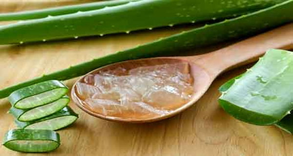 تصویر 4 از خرید و قیمت برگ آلوئه ورا عمده + فروش عمده