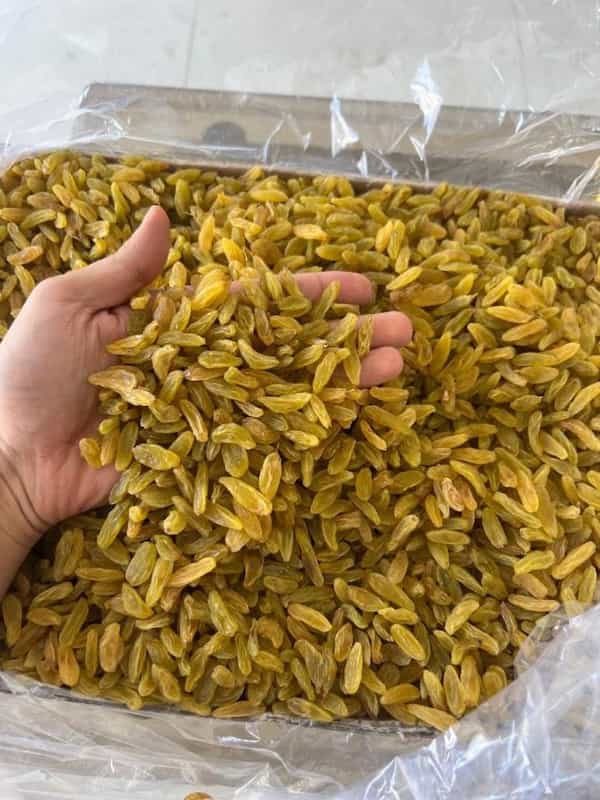تصویر 5 از خرید و قیمت کشمش زرد کاشمر + فروش عمده