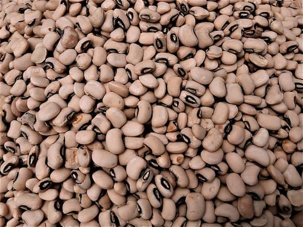 تصویر 2 از قیمت لوبیا چشم بلبلی شیرازی با کیفیت ارزان + خرید عمده