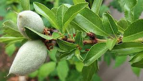 تصویر 1 از خرید بادام کوهی مرغوب + قیمت فروش استثنایی