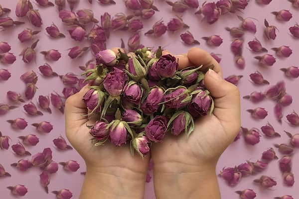 تصویر 3 از خرید غنچه گل محمدی کرمان + قیمت فروش استثنایی