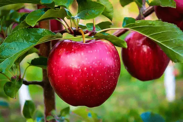 تصویر 1 از خرید و فروش سیب قرمز صادراتی