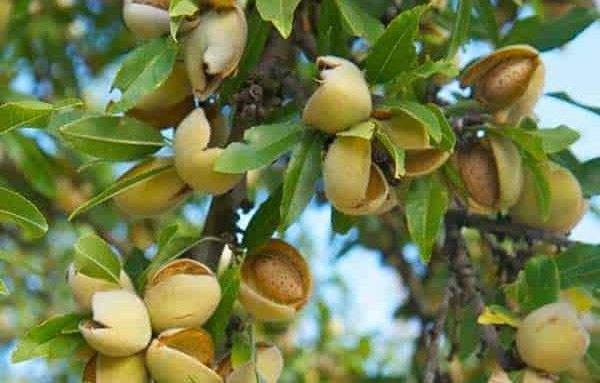 تصویر 5 از خرید بادام مامایی + قیمت فروش استثنایی