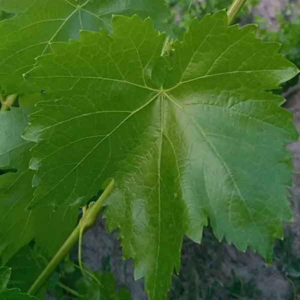 تصویر 1 از قیمت خرید برگ مو دلمه عمده به صرفه و ارزان