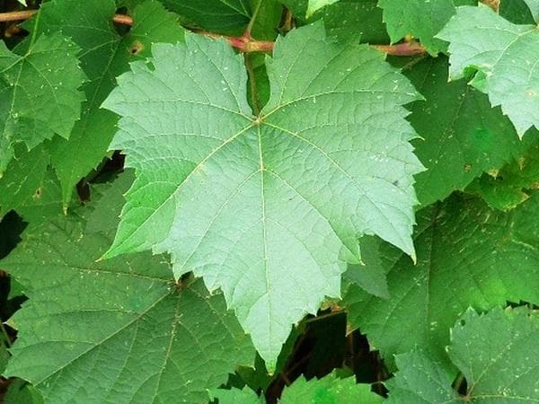 تصویر 5 از قیمت خرید برگ مو دلمه عمده به صرفه و ارزان