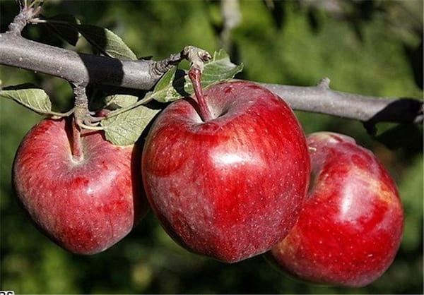 تصویر 4 از فروش سیب درختی درجه یک + قیمت خرید به صرفه