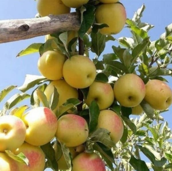 تصویر 4 از کنسانتره سیب + فروش