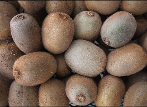 تصویر 5 از قیمت خرید کیوی هایوارد طلایی روسیه عمده به صرفه و ارزان