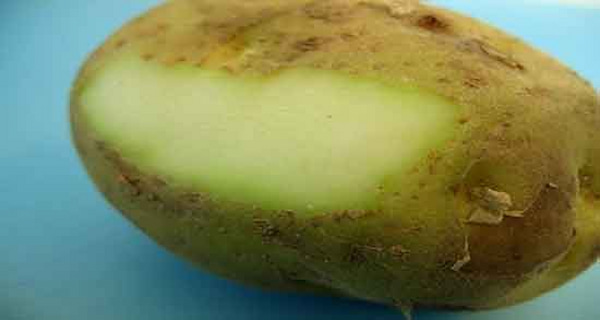 تصویر 5 از خرید و قیمت سیب زمینی سبز + فروش عمده