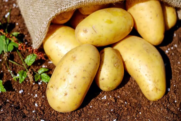 تصویر 4 از قیمت خرید سیب زمینی تازه + فروش ویژه