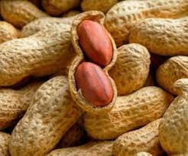 تصویر 4 از خرید بادام زمینی درشت + قیمت فروش استثنایی