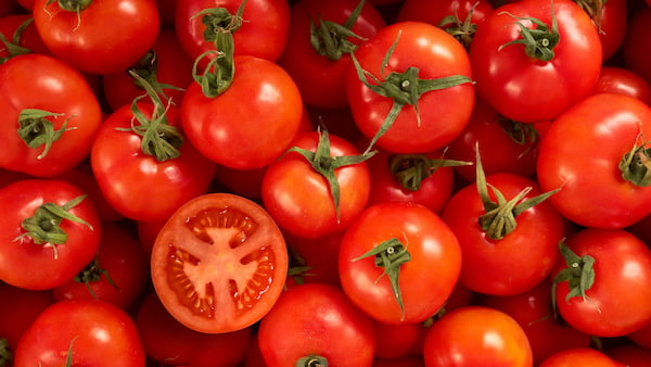 تصویر 4 از قیمت خرید گوجه فرنگی گلخانه ای + فروش ویژه