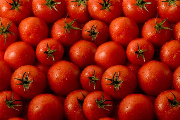 تصویر 3 از قیمت خرید گوجه فرنگی گلخانه ای + فروش ویژه