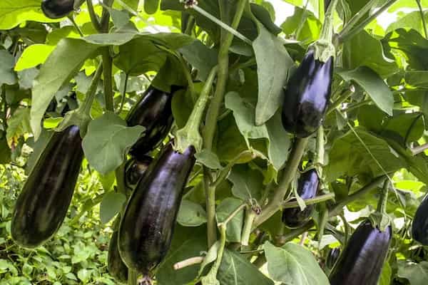 تصویر 2 از قیمت خرید بادمجان قلمی گلخانه ای + فروش ویژه