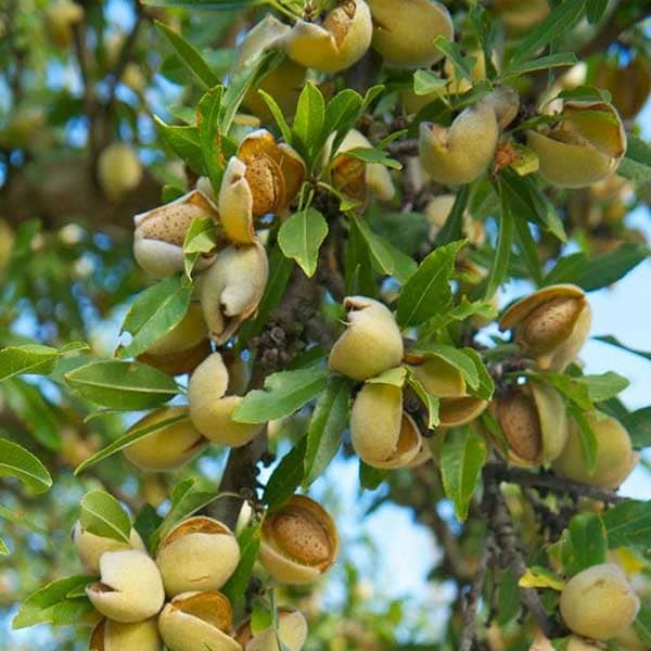 خرید بادام مامایی خوشه ای + قیمت فروش استثنایی