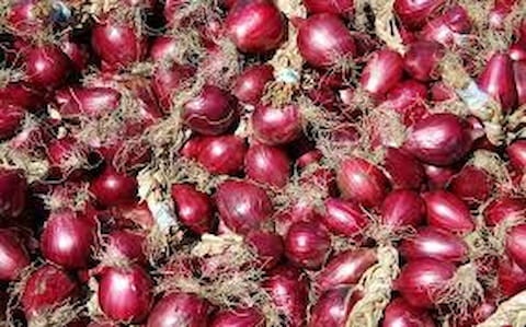 تصویر 5 از خرید و قیمت پیاز قرمز آذرشهر + فروش صادراتی