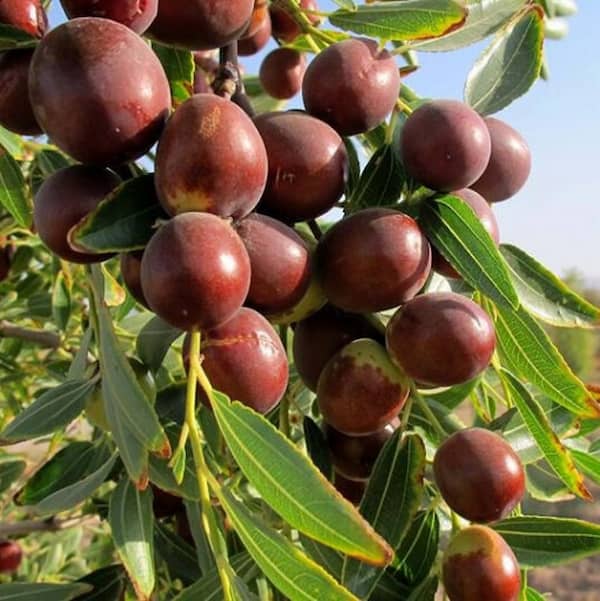 تصویر 1 از فروش عناب درشت بیرجند + قیمت خرید به صرفه