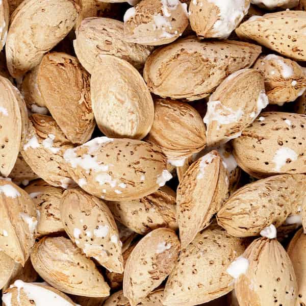 تصویر 5 از قیمت و خرید بادام درختی شور + فروش ارزان