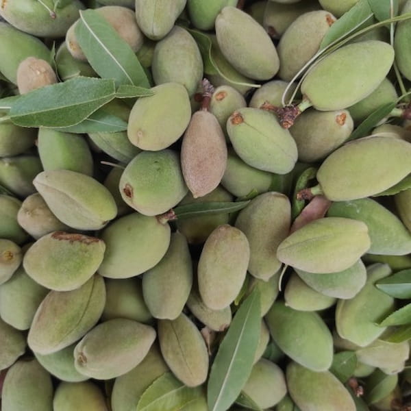 تصویر 2 از خرید و قیمت بادام درختی با پوست + فروش عمده