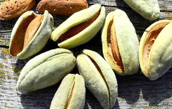 تصویر 5 از خرید و قیمت بادام درختی با پوست + فروش عمده
