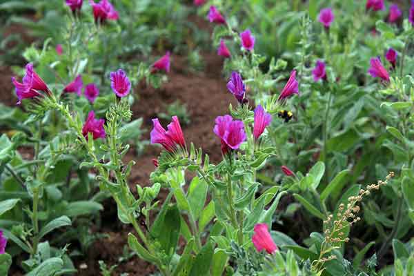 تصویر 1 از قیمت گل گاو زبان اصل + خرید باور نکردنی