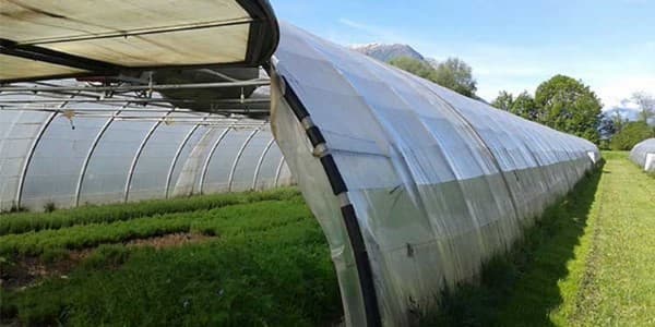 تصویر 1 از قیمت خرید نایلون گلخانه ای ضخیم با فروش عمده