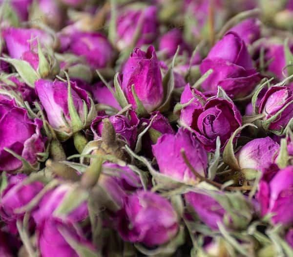 خرید غنچه گل محمدی کاشان + قیمت فروش استثنایی