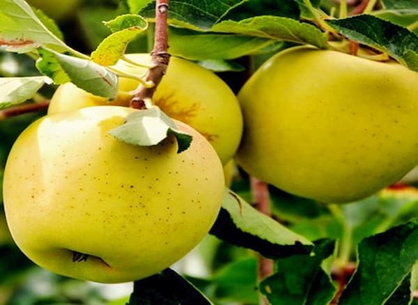 تصویر 4 از قیمت خرید سیب زرد لبنانی با فروش عمده