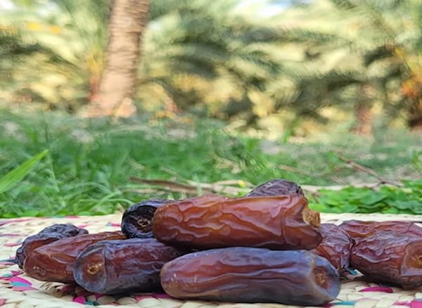 تصویر 4 از خرید خرما پیارم ممتاز + بهترین قیمت