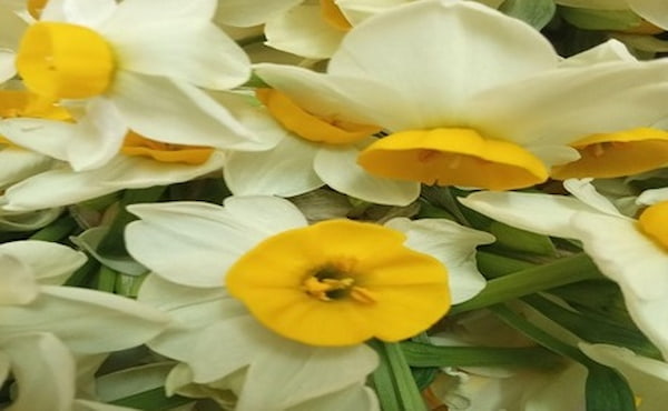 خرید گل نرگس شهلا + قیمت فروش استثنایی