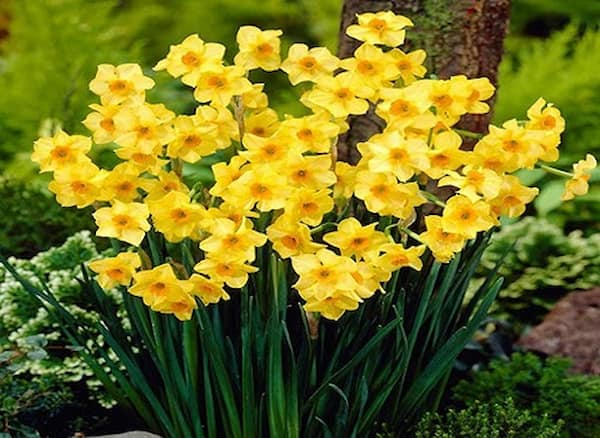 تصویر 4 از خرید گل نرگس شهلا + قیمت فروش استثنایی