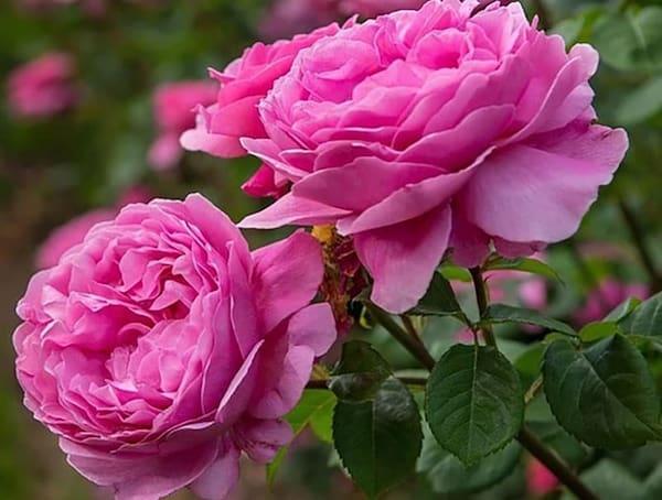 قیمت خرید گل محمدی گلاب + فروش ویژه