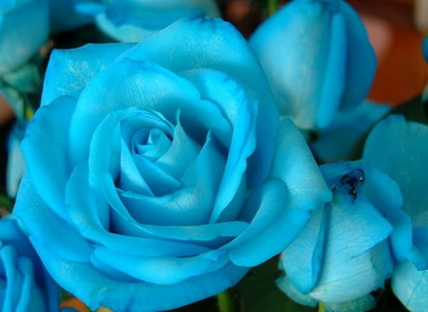 تصویر 3 از قیمت خرید گل رز آبی با فروش عمده