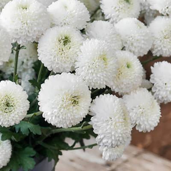 تصویر 1 از خرید و قیمت انواع گل داوودی سفید