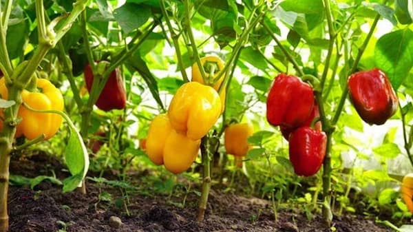 تصویر 2 از فروش فلفل دلمه ای رنگی + قیمت خرید به صرفه