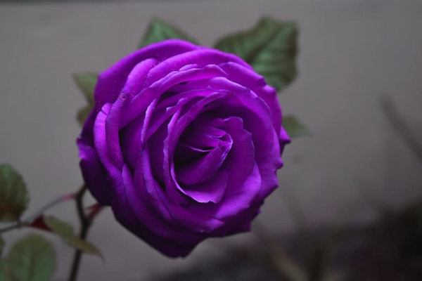 تصویر 4 از خرید جدیدترین انواع گل رز بنفش