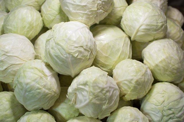 تصویر 1 از معرفی کلم پیچ سفید + بهترین قیمت خرید