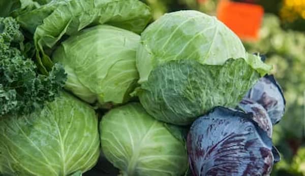 تصویر 4 از خرید کلم پیچ سبز + قیمت فروش استثنایی