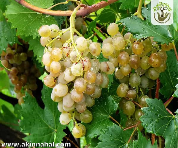 تصویر 1 از خرید و قیمت انگور بیدانه سفید + فروش عمده