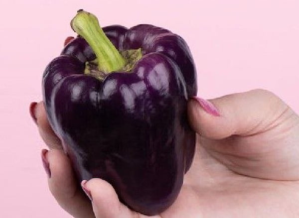 تصویر 1 از فروش فلفل دلمه ای بنفش + قیمت خرید به صرفه