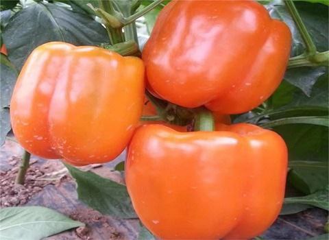 تصویر 1 از قیمت خرید فلفل دلمه ای نارنجی + فروش ویژه