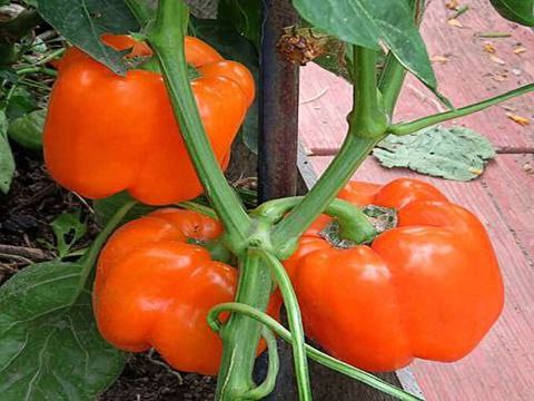 تصویر 2 از قیمت خرید فلفل دلمه ای نارنجی + فروش ویژه