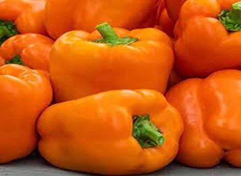 تصویر 3 از قیمت خرید فلفل دلمه ای نارنجی + فروش ویژه